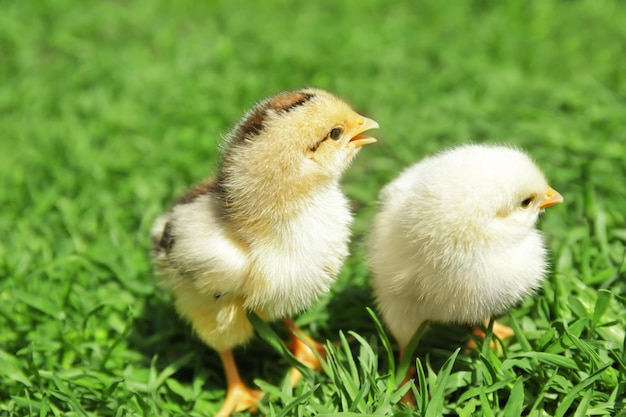 Two cute little chicks on green grass
