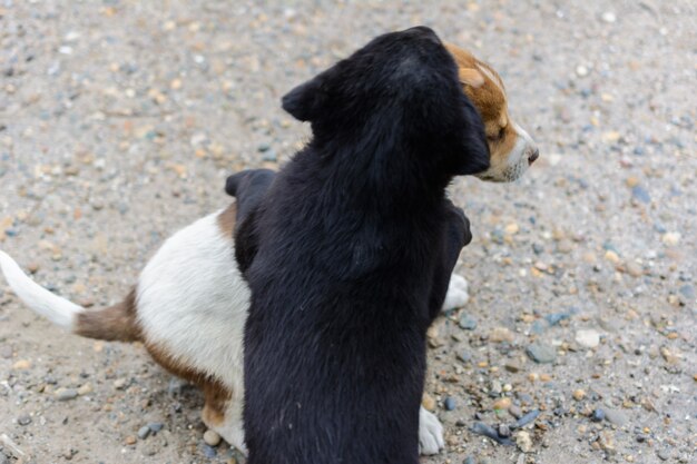 2匹のかわいい小さなホームレスの子犬が互いに戦い、遊び、噛み合います。 1つは黒、もう1つは白茶色、むらがあります。面白いフレンドリーな子犬ゲーム。