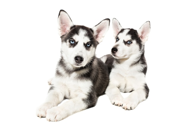 흰색 배경에 고립 된 두 귀여운 작은 허스키 강아지