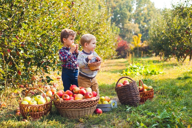 Two cute little kids picking apples in sunny autumn garden, smiling girl carrying basket full of fruits looking at the camera