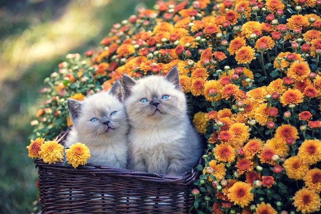 Two cute little kittens in a basket in a garden near orange chrysanthemum flowers