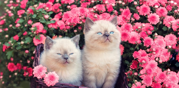 Two cute little kittens sitting in a basket near magenta chrysanthemum flowers