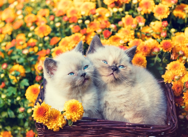 Two cute little kittens sitting in a basket near orange flowers