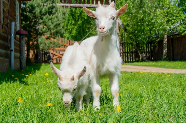 Photo two cute little white goat. summer pet on the farm.