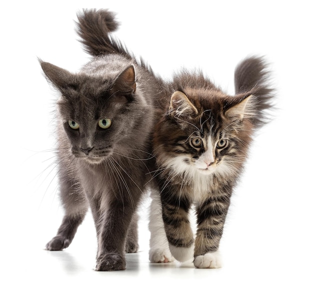 Two cute maine coon cat and kitten