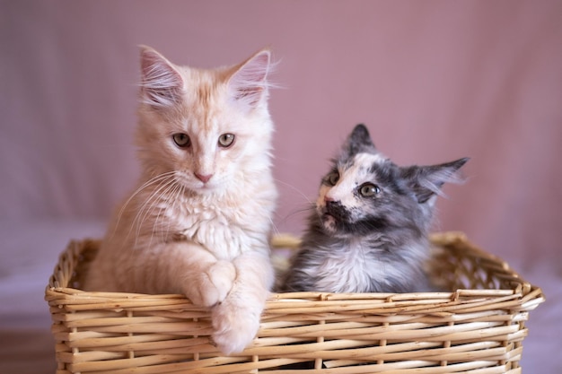 Two cute Maine Coon kittens are sitting in a wicker basket red and tricolor kittens