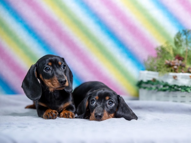 two cute miniature black dachshund puppies sitting on rainbow background