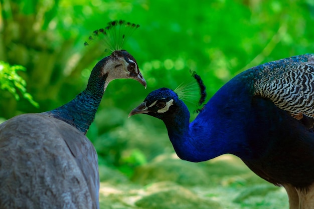 写真 2匹の可愛いオオカミとメスが ⁇ ぼやけた背景でお互いを愛し合っています ⁇