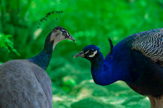 写真 2匹の可愛いオオカミとメスが ⁇ ぼやけた背景でお互いを愛し合っています ⁇