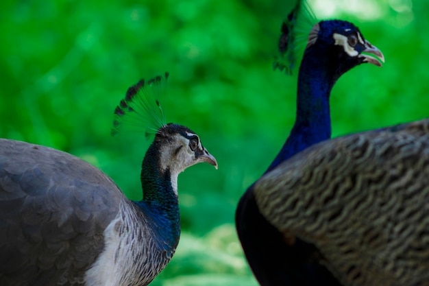 写真 2匹の可愛いオオカミとメスが ⁇ ぼやけた背景でお互いを愛し合っています ⁇