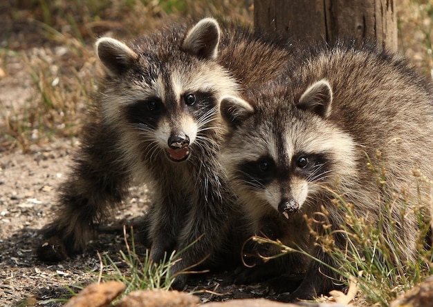 Two cute raccoons near a tree in the forest