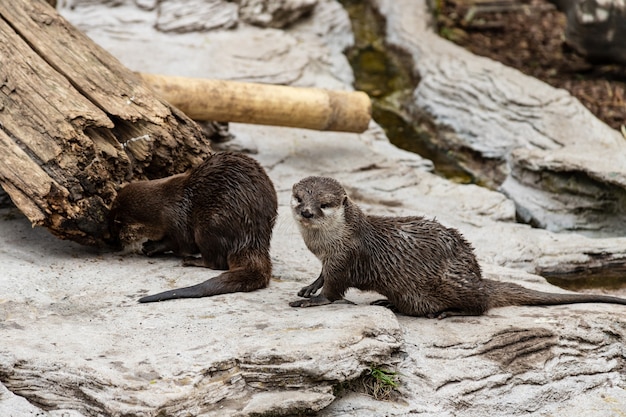 Two cute river otters near water