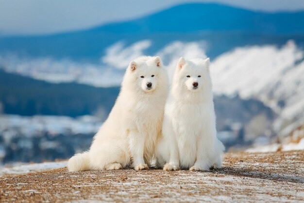 Two cute Samoyed dogs in the mountains in winter