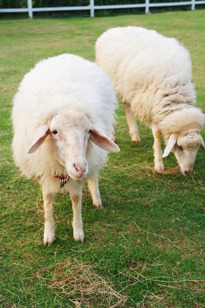 Two cute sheep in field 