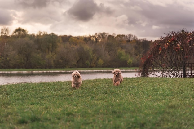 Two cute small golden dogs running playfully on green lawn in the park Happy dogs