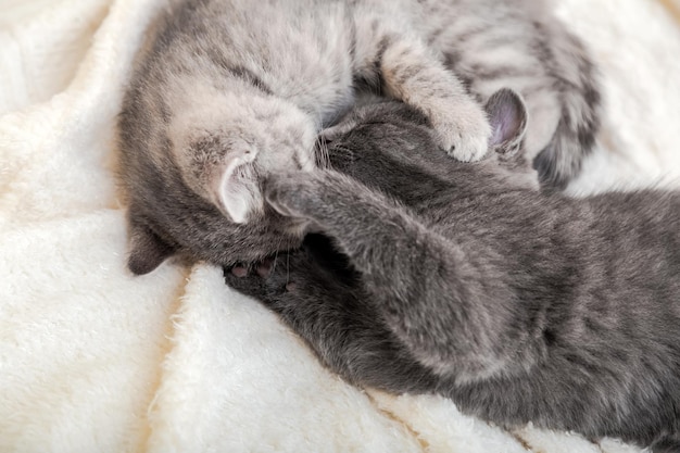 Two cute tabby kittens kissing sleeping on white soft blanket in yin yang shape. Cats rest on bed. Black and white kittens have a kiss. Feline love and friendship in valentine day.