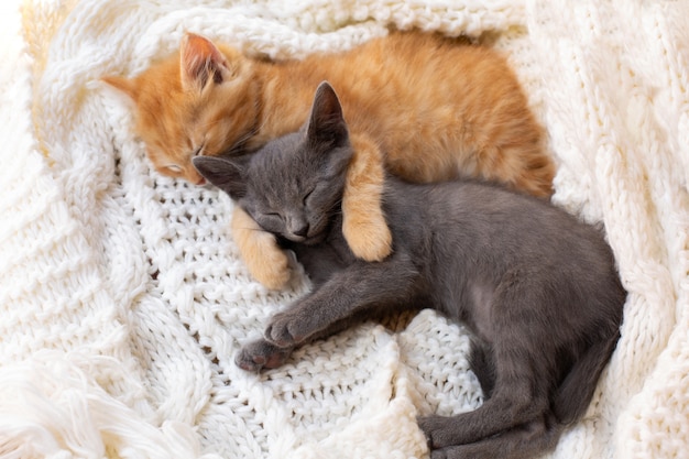 Two Cute tabby kittens sleeping and hugging on white knitted scarf.