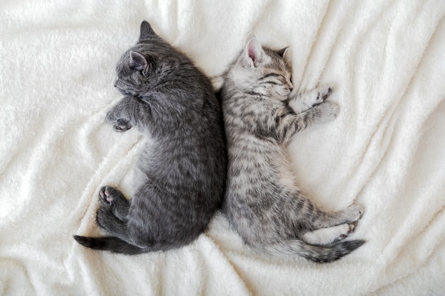 Two cute tabby kittens sleeping on white soft blanket in yin yang shape. Cats rest napping on bed. Black and white kittens