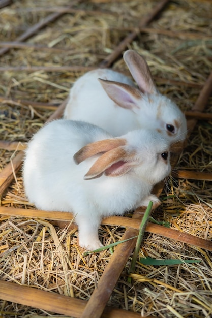 Two cute white baby rabbits eating grass on the straw ground