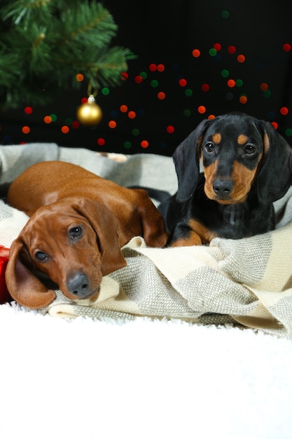 クリスマスの背景に2匹のダックスフントの子犬