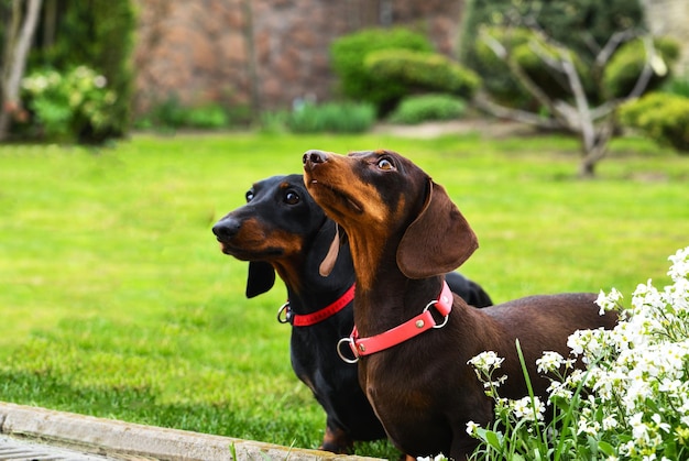 Two dachshunds in a garden with a green lawn in the background