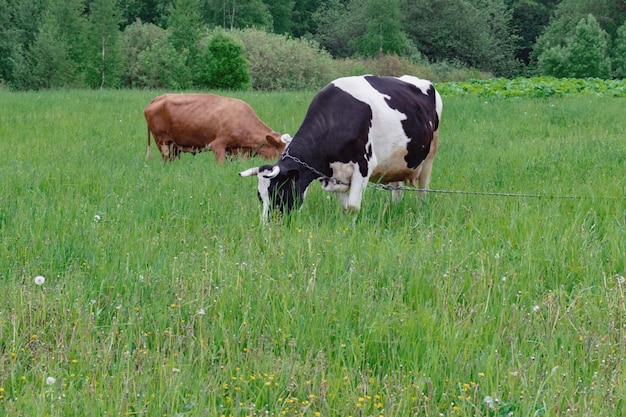 Two dairy cows grazing on pasture