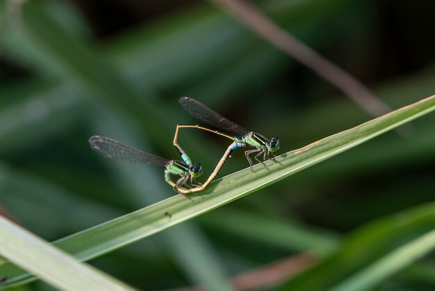 Two damselflies docked on the branches to mate.