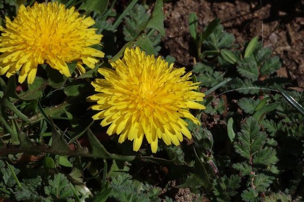 Two Dandelions close up