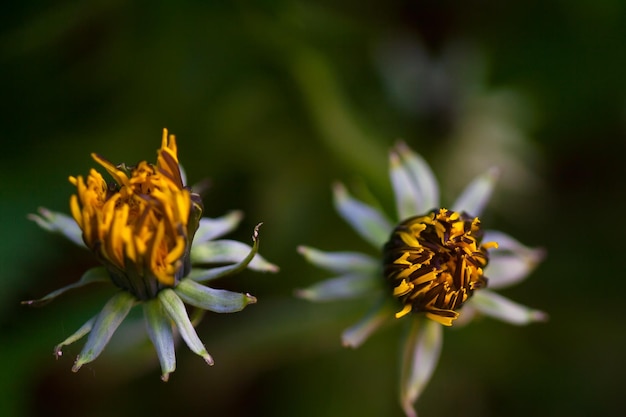 Two dandelions closed before evening macro nature