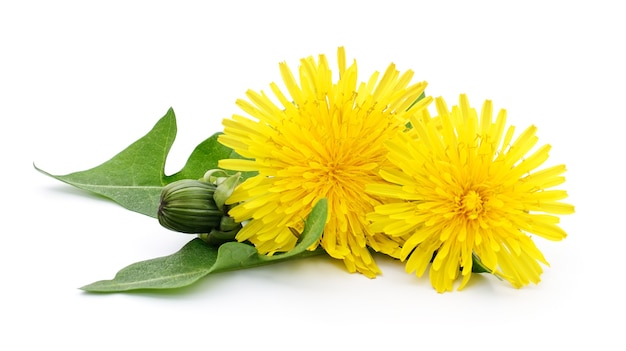 Two dandelions with leaves isolated on white