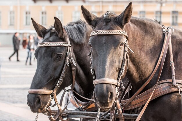 Two dark heads of a horse closeup in a harness