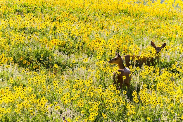 Two deer grazing in field of yellow wildflowers.