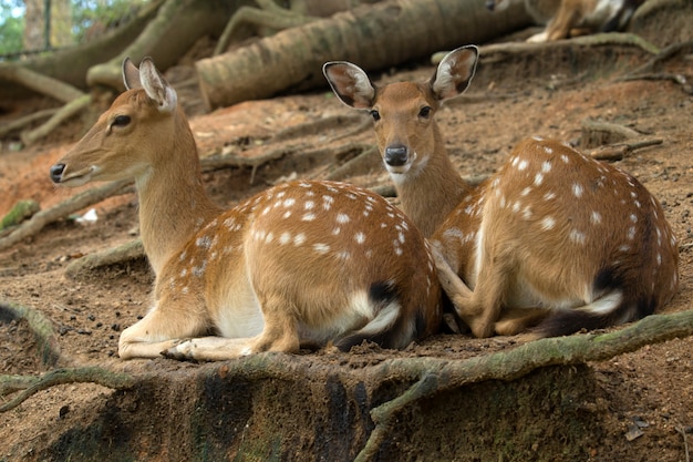 Two deer lying under a tree