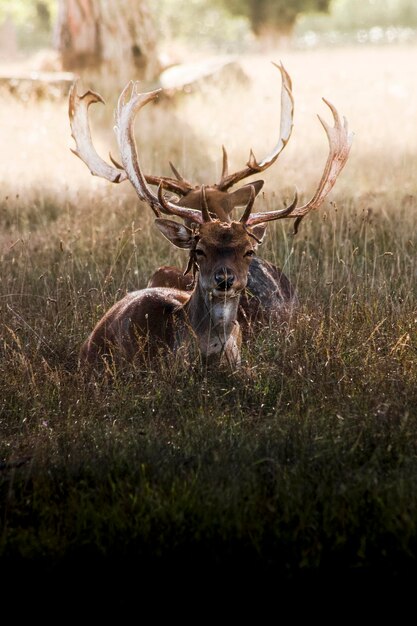 Two deer resting on field