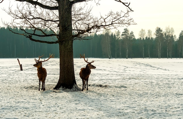 Two deer stand near a tree, in the forest. Winter season. Wildlife concept