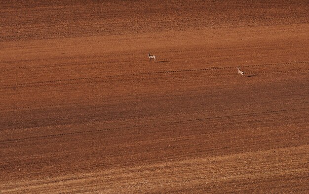 Two deers running on big meadow. Brown colored field in Moravia.