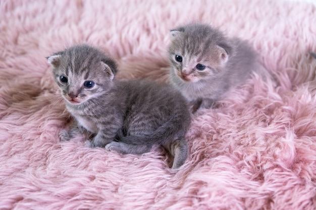 Two different british little kitten sitting on a pink blanket