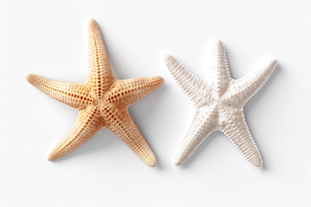 Two different types of white starfish