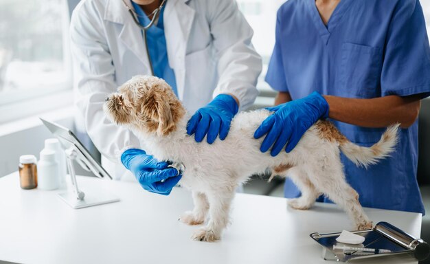 Photo two doctors are examining him veterinary medicine concept shih tzu dog in a veterinary clinic