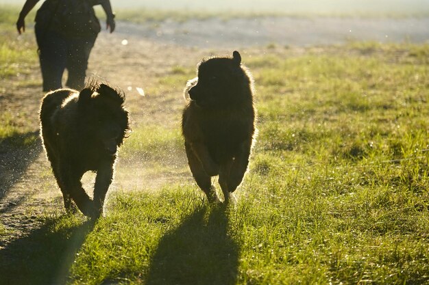 Photo two dog standing on field