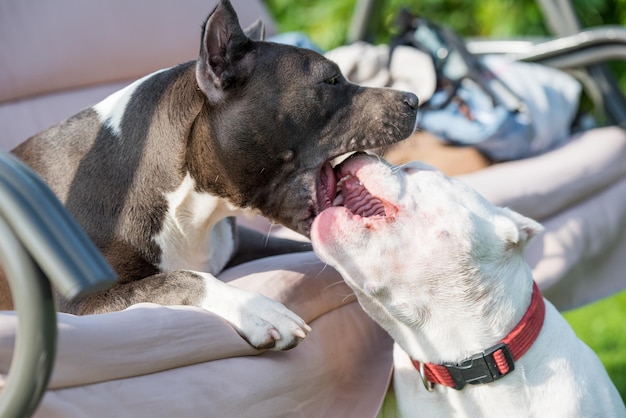 Two dogs american bully dog and blue hair american\
staffordshire terrier dog are playing