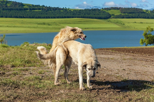 Due cani stanno facendo l'amore e il sesso, l'amore e il sesso di due cani