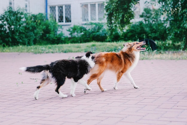 2 匹の犬がレンガの通路で遊んでいます。