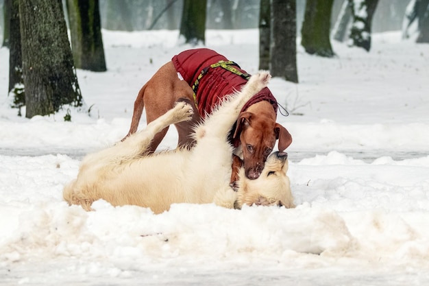 2 匹の犬が冬の公園で雪の中で遊んでいます 散歩のための公園の犬