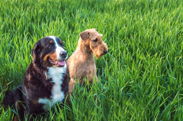 2匹の犬が草の中に座っています。エアデールテリアとバーニーズシェパードの品種