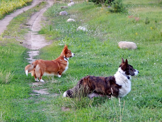 Two dogs are standing in the grass and one is looking up