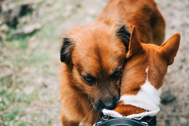 2匹の犬の親友が一緒に集まります。