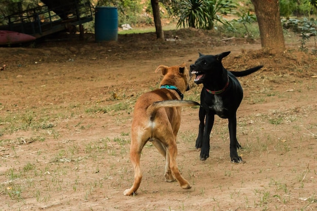 Two dogs biting each other That is normal instinct. Same sex dogs are more likely to quarrel and bite each other.