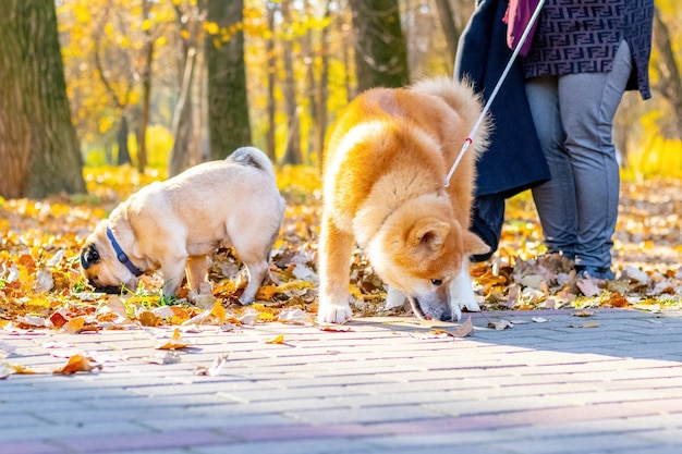 Due cani di razza pug e akita nel parco autunnale mentre camminano vicino alla sua padrona