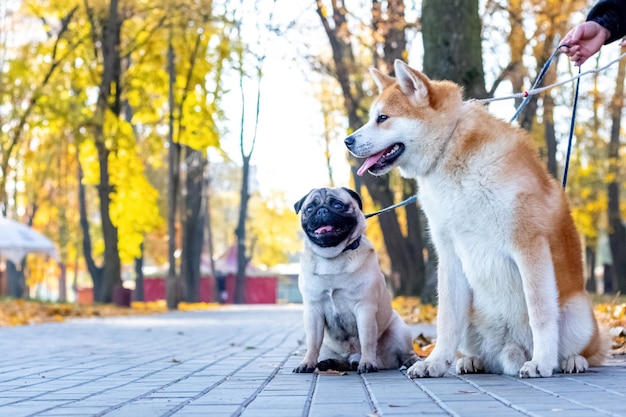 Two dogs of breed pug and akita in the autumn park while walking near his mistress